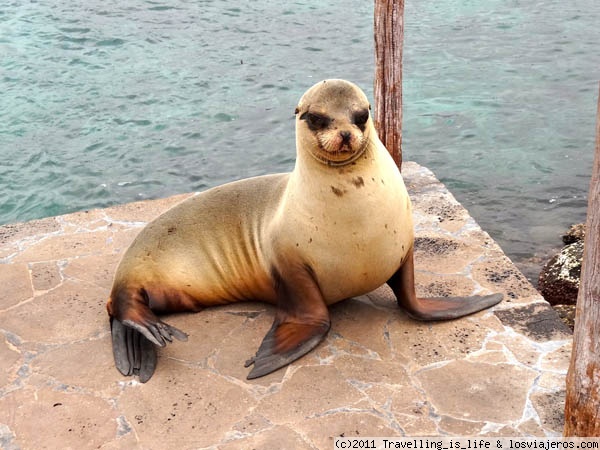 ¡PRONTO LAS GALAPAGOS EN GOOGLE STREET VIEW!