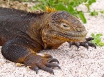 Iguana de tierra