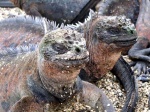 iguanas_marinas