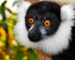 lemur_blanco_y_negro