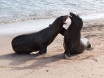 Pelea lobuna