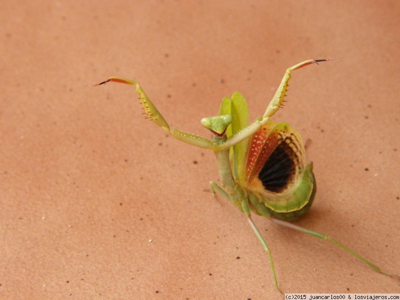 parece que quiere deciros algo