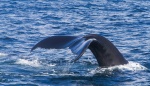 Excursión Ballenas