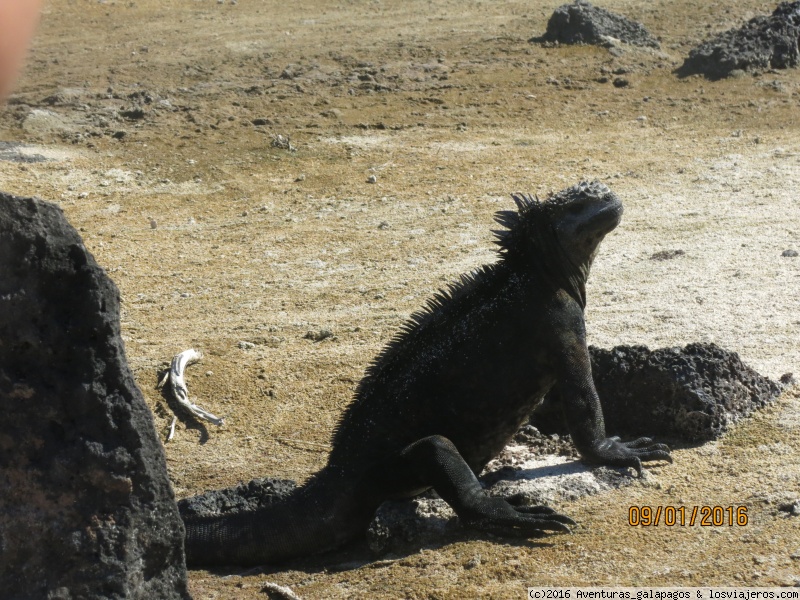 IGUANA MARINA EN GALÁPAGOS