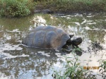TORTUGAS GALAPAGOS