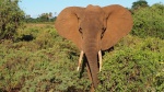 Elefante en Samburu