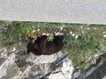 Oso en las Rocosas Canadienses