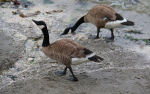 Patos en Vancouver, Canadá