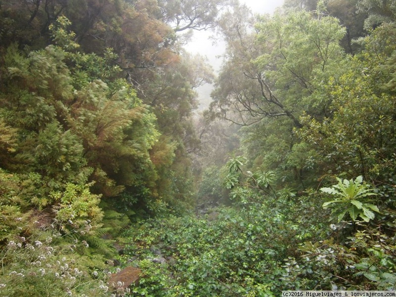 Madeira, plena selva