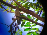 Las aves