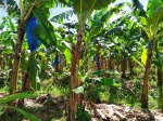 Plantación de plátanos de...