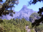 Bejenado, La Palma