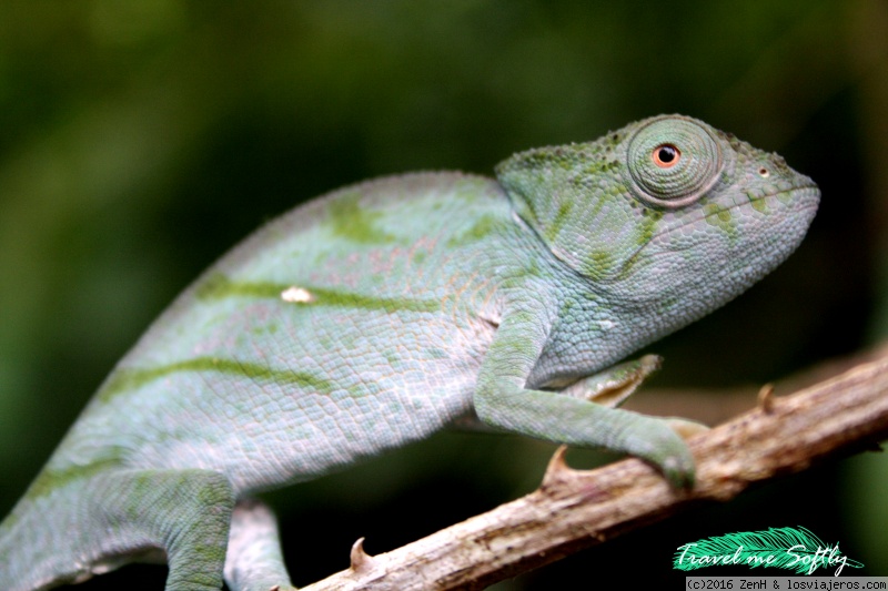 Camaleón