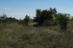 leopardo comiendo kruger