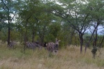Cebras Kruger
