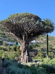 Tenerife_092_Drago_Milenario(1)