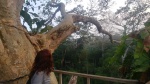 Plataforma en el árbol
