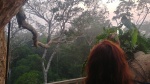 Arboles en la selva