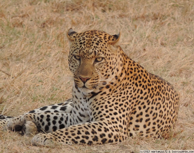 leopardo