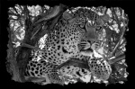 Leopardo