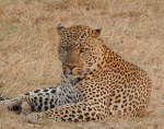 leopardo