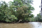 Tortuguero