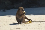 Monkey beach
