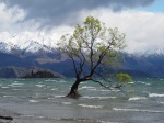 El fotogénico arbol de Wanaka