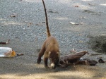 Coatí en Costa Rica