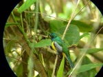 Cotorra