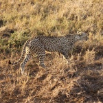 Guepardos en Serengeti