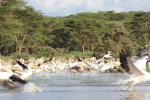 Naivasha