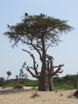 BAOBAB