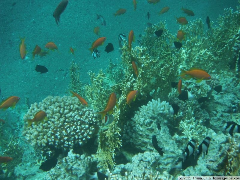 Snorkel en South Coast, Aqaba, Jordania, Mar Rojo (7)