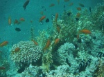 Snorkel en South Coast, Aqaba, Jordania, Mar Rojo (7)