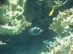 Snorkel en South Coast, Aqaba, Jordania, Mar Rojo (8)