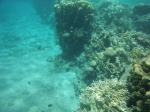 Snorkel en South Coast, Aqaba, Jordania, Mar Rojo (9)