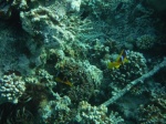 Snorkel en South Coast, Aqaba, Jordania, Mar Rojo (11)