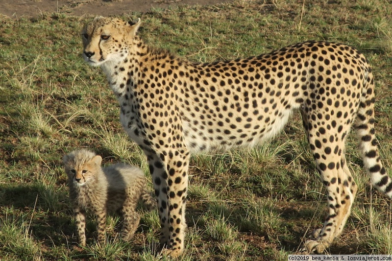 Guepardo y cría en Maasai Mara