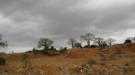 Baobab