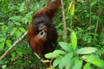 orangutan borneo
