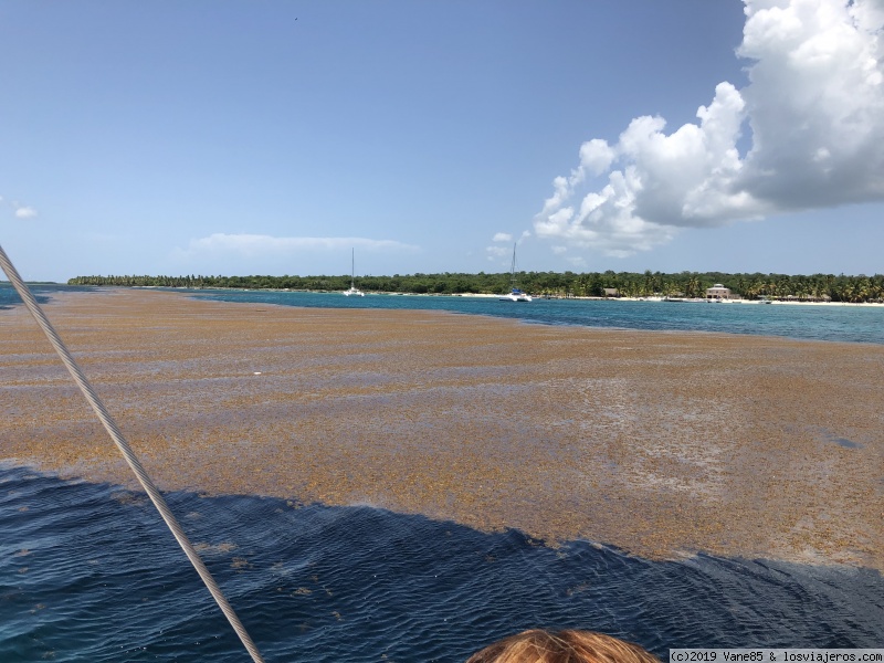 Sargazo punta Cana