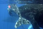 Nadando con ballenas jorobadas