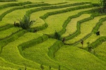 Ubud-Bali
