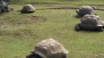 Tortugas gigantes