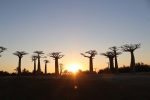 the avenue of Baobab