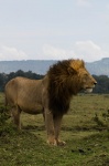 León en el Masai Mara