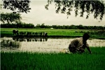 Arrozal en Bangladesh.