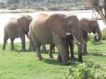 viajeros_elefantes_samburu