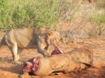 leona comiendo